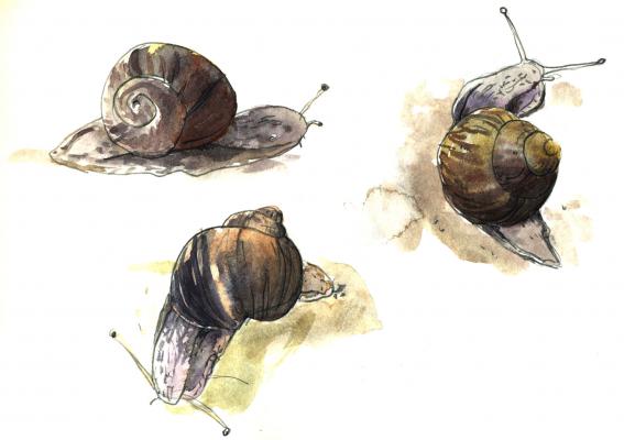Weinbergschnecken